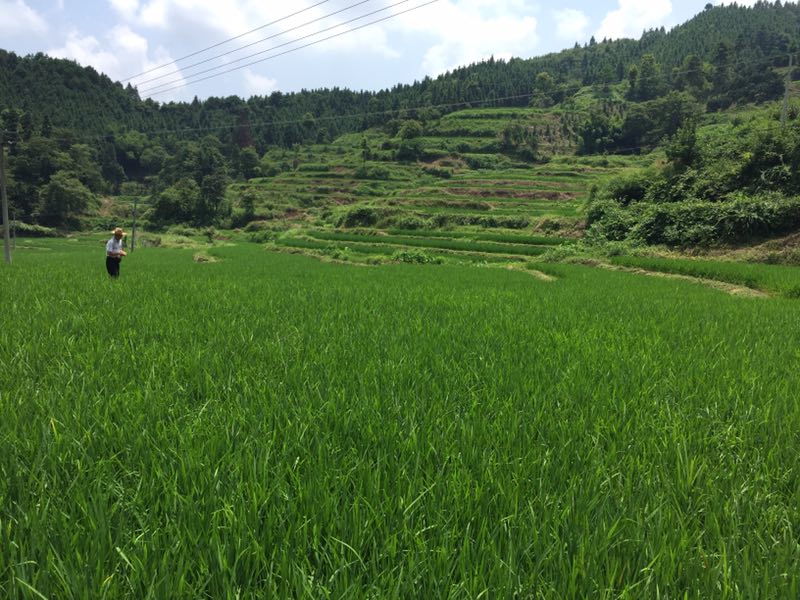 麻陽米米生態農業科技有限公司,富硒大米價格,糙米批發,麻陽大米加工,發芽糙米,芽米茶,營養粉